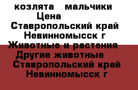 козлята - мальчики › Цена ­ 3 000 - Ставропольский край, Невинномысск г. Животные и растения » Другие животные   . Ставропольский край,Невинномысск г.